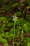 Small green wood orchid